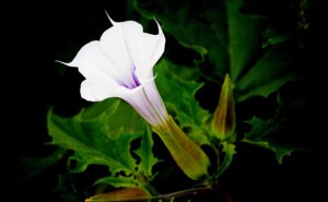 Ϊʲô��Щֲ���ж�_ֲ�������ԭ��