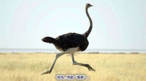 Ϊʲô��Щ�񲻻�ɣ�