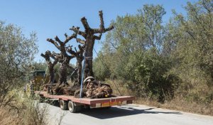 ����ʱΪʲôҪ����ľ��֦��