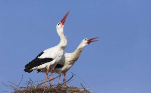 ���Ϊʲô���쳪�裿_Ϊʲô��������ض�