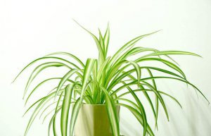 Ϊʲôֲ���ܾ���������