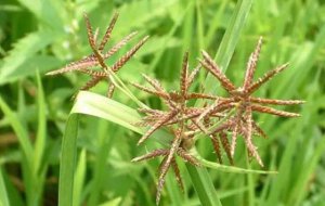 Ϊʲô�Ӳݵ��������ر���ǿ��