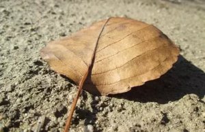 ��Ҷ��ҶʱΪʲô����Ҷ�����ϣ�