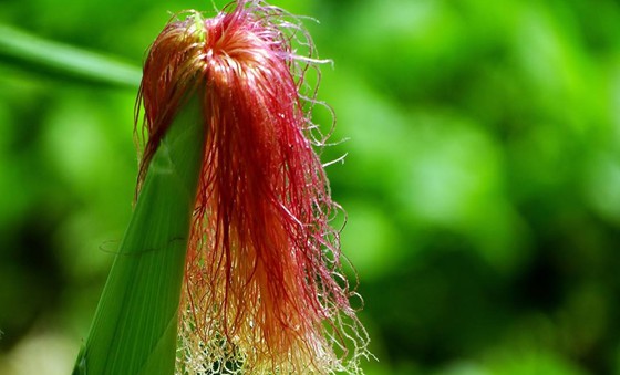 ��������ʲô���ã�,����������Щ��Ч��