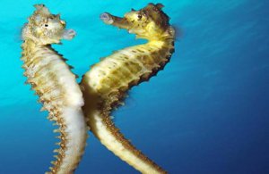 <b>Ϊʲô�ۺ�������������_������̥������������</b>