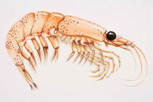 Ϊʲô˵�ϼ���Ϻ��δ��ʳƷ��