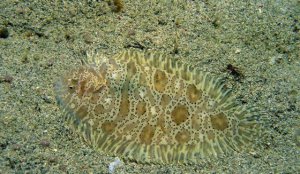 Ϊʲô��Ŀ����ɫ��_��Ŀ���ɫԭ��