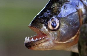 Ϊʲôʳ�����ܳ��ˣ�_ʳ������ĳ�����