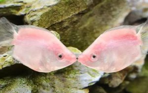 ������Ϊʲô���ǣ�_�����������ԭ��