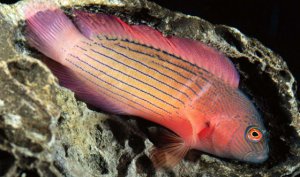 Ϊʲô��㲻����ˮ�棿