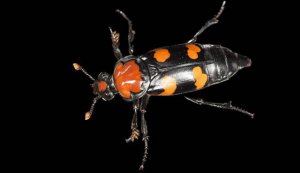 Ϊʲô�����Ҫ����ʬ�壿