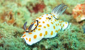 Ϊʲô�������Ժ���_���óԷ���ȫ