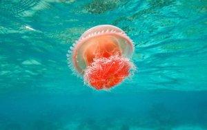 Ϊʲôˮĸ����Ԥ��籩��