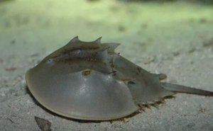 ���м�ֻ�۾����׵��۾���ʲô�ر�֮����