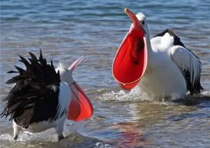 ������ʲô��_���ɳ�ʲô��