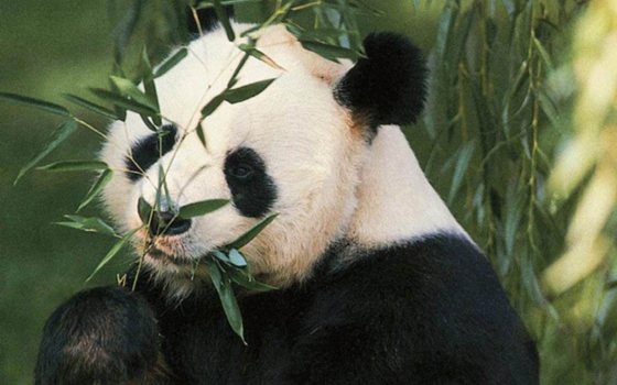 ����èΪʲô���ɳ��صĶ���,��è�����ӵ�ԭ��