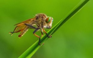 Ϊʲôţ�ϲ������Ѫ��