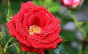 Ǿޱ�Ļ�����ʲô_Ǿޱ�����ȫ