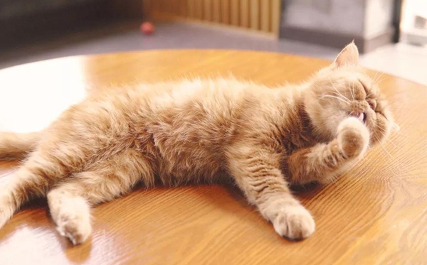 ������ʲô��˼,����������ʲô��