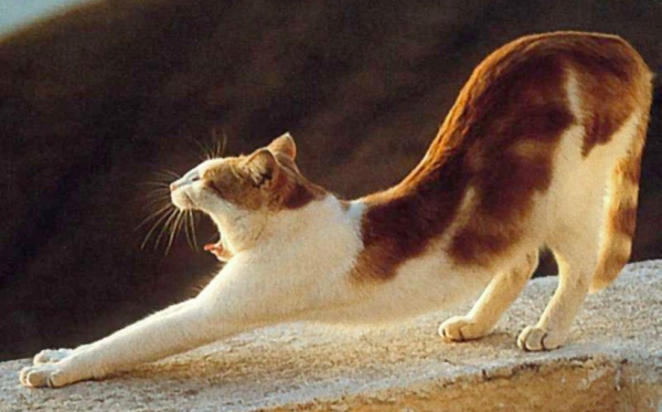 ������ʲô��˼,����������ʲô��