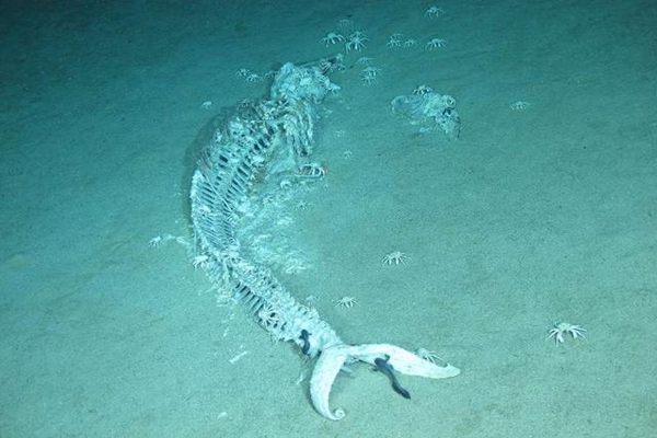 ������ʲô��˼,���䳤ʲô����