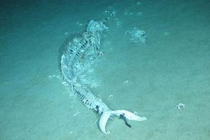 ������ʲô��˼_���䳤ʲô����?