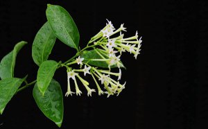 ҹ����Ļ�����ʲô_ҹ���㻨���ȫ