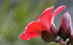 ľ�޻��Ļ�����ʲô_ľ�޻������ȫ