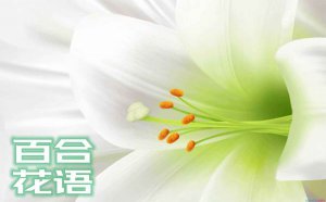 �ٺϻ��Ļ�����ʲô_�ٺϻ������ȫ