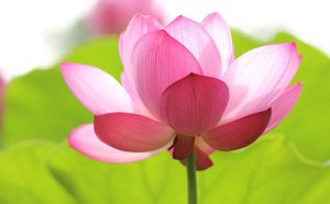 �����Ļ�����ʲô_���������ȫ