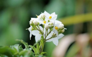 ���򻨵Ļ�����ʲô_���򻨻����ȫ