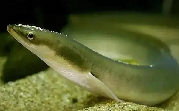 ����Ķ���,������ô��ƴ����ʲô,�������Ϊʲô����������