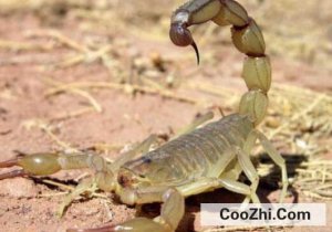 Ы�ӿ��Գ���