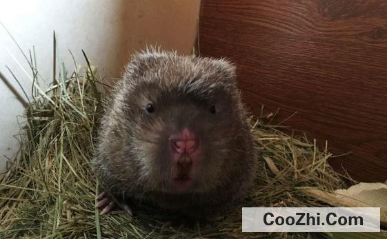 �������ܲ��ܳ�