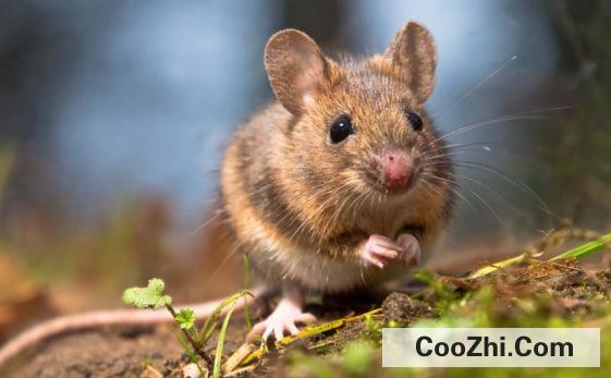 �������ܲ��ܳ�