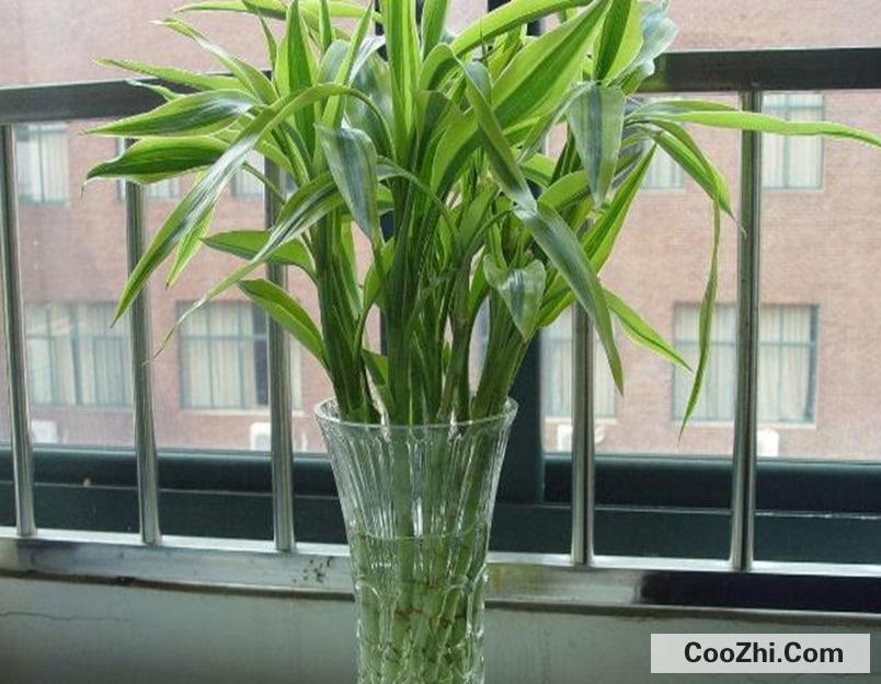 �칫�ҷ������ֲ�ﳣ������Щ