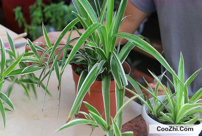 �칫�ҷ������ֲ�ﳣ������Щ