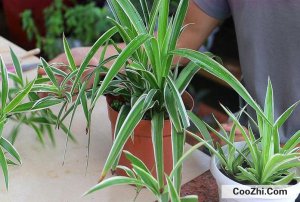 �칫�ҷ������ֲ�ﳣ������Щ