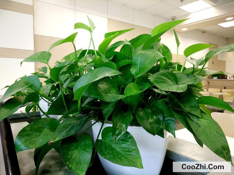 办公室防辐射的植物常见有哪些