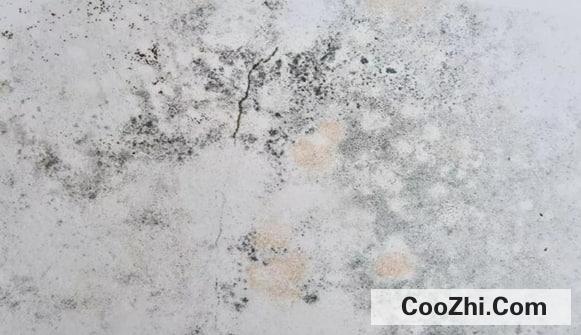 ������ЧԤ��ǽ�ڷ�ù�Ļ���