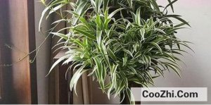 ȥ��ȩ����Щ�õ�С����