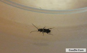 ����С�ڳ��ر���ԭ��