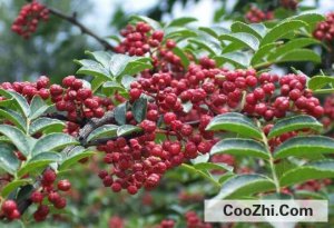 ������ֹ������