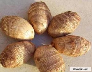 ȥ����ͷƤ������ô��