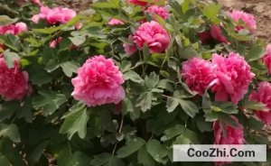 ����ΪʲôҪȥ��ĵ����