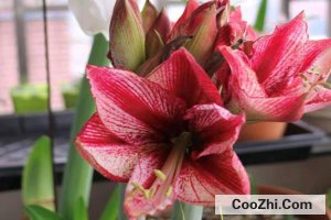 �춥����������͹���