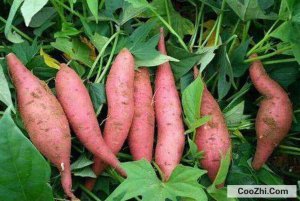 ��ô�������