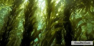 ���ܲ˵�ʹ�÷�������Щ