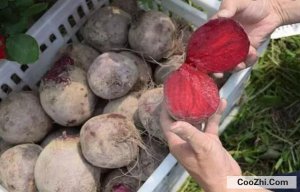 �ϲ�ͷ��ʲô�洢����