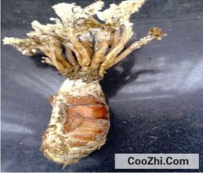 �����γɽ����